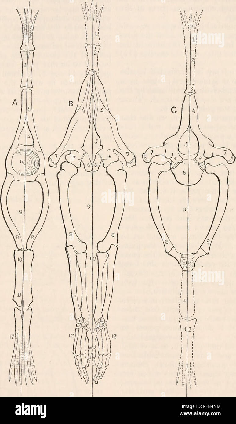 . The cyclopædia of anatomy and physiology. Anatomy; Physiology; Zoology. SKELETON. 671 the crests of the iliac bones (c) are bordered with epiphyses ; and this also illustrates a similarity between them. Now, having before demonstrated the fact that the sterno-costo-vertebral quantity was a proportional of the dorso-ventral archetype, it must follow that, while a structural homo- logy exists between the scapulary or pelvic pairs and the costo-vertebral quantity, so, likewise, should the limbs themselves prove to be the proportionals of the dorso-ventral archetype; and this we shall next consi Stock Photo