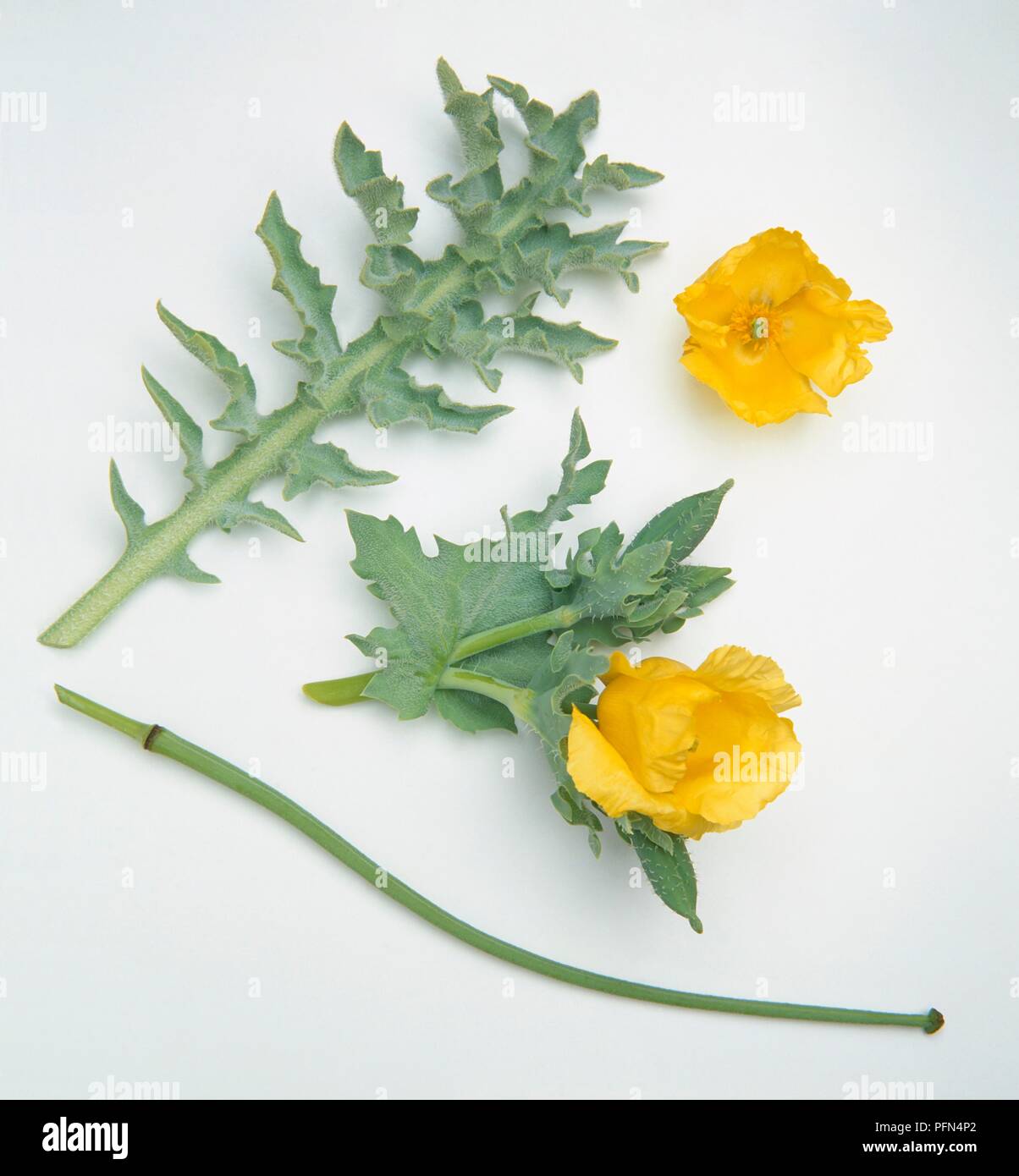 Glaucium flavum (Yellow horned poppy), stem, yellow flowers, and leaves Stock Photo