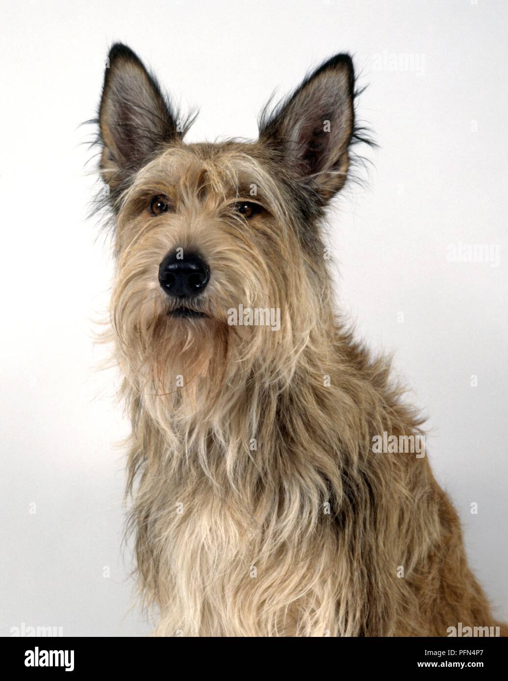 Berger Picard, French herding dog Stock Photo