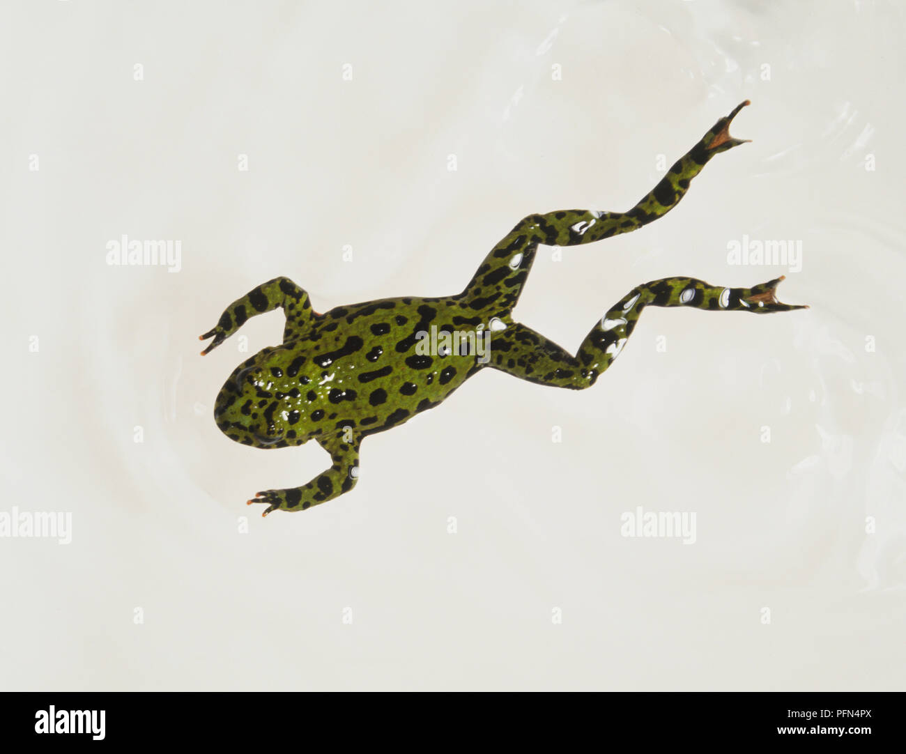 Oriental Fire-bellied Toad (Bombina orientalis), view from above. Stock Photo