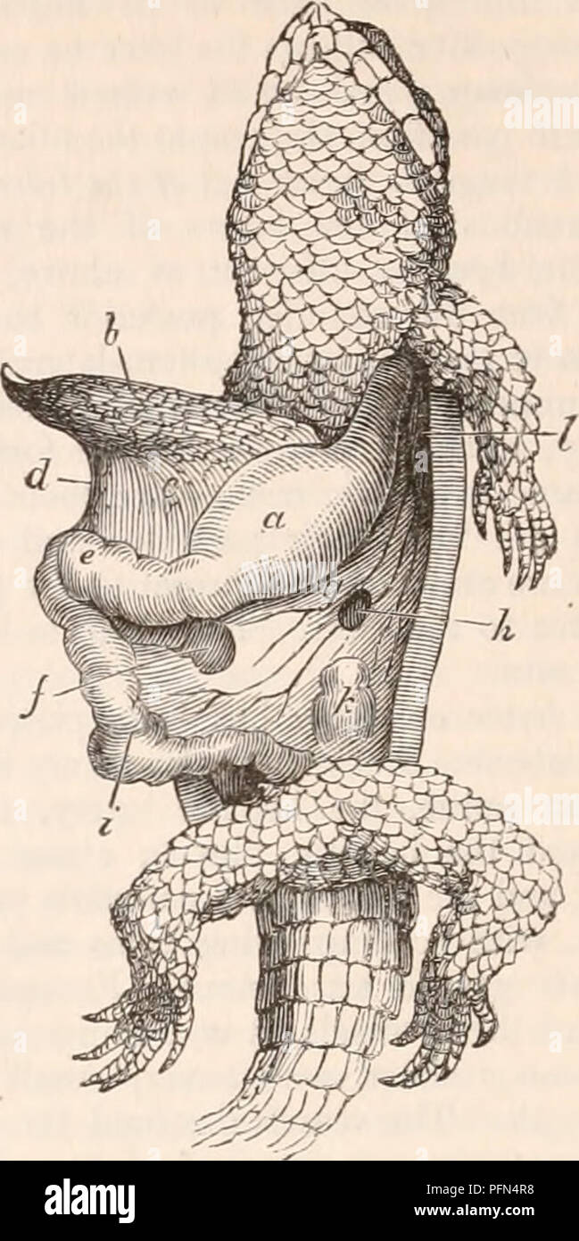 Testine High Resolution Stock Photography And Images Alamy