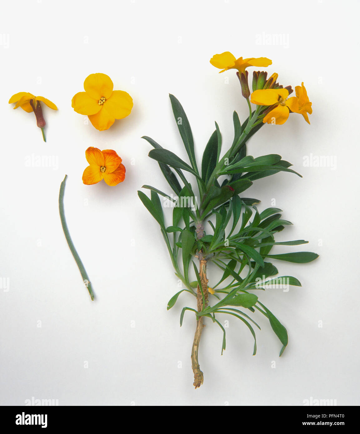 Erysimum cheiri (Aegean wallflower), yellow flowers and green leaves Stock Photo