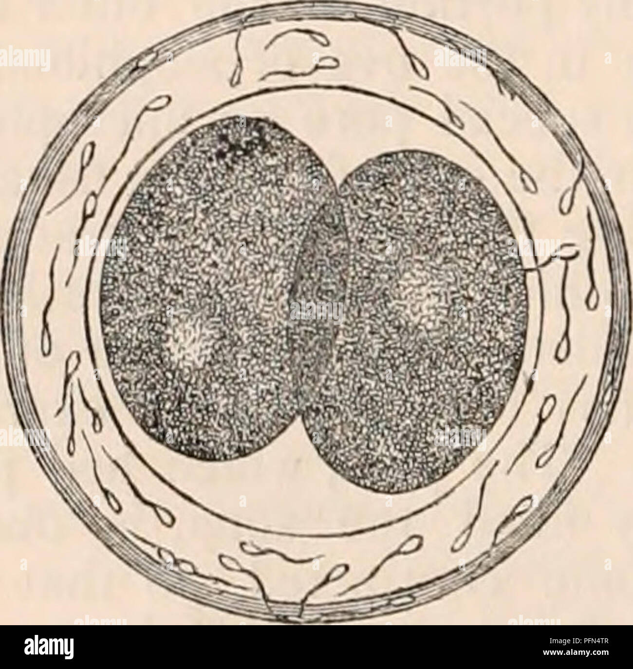 . The cyclopædia of anatomy and physiology. Anatomy; Physiology; Zoology. The ovum a little more advanced in the tube. (After Bischoff.) The surface is perfectly smooth. Spermatozoa have penetrated the zona pellucida. The respira- tory chamber is formed between the latter and the yelk. The rotation of the yelk has commenced, as indicated by the arrows. The granular bodies ap- pear preparatory to the segmentation of the yelk. Several of these stages are seen commencing in the preceding figure. Rabbit. This change is preliminary to another oc- currence, which has been observed in the ova of many Stock Photo