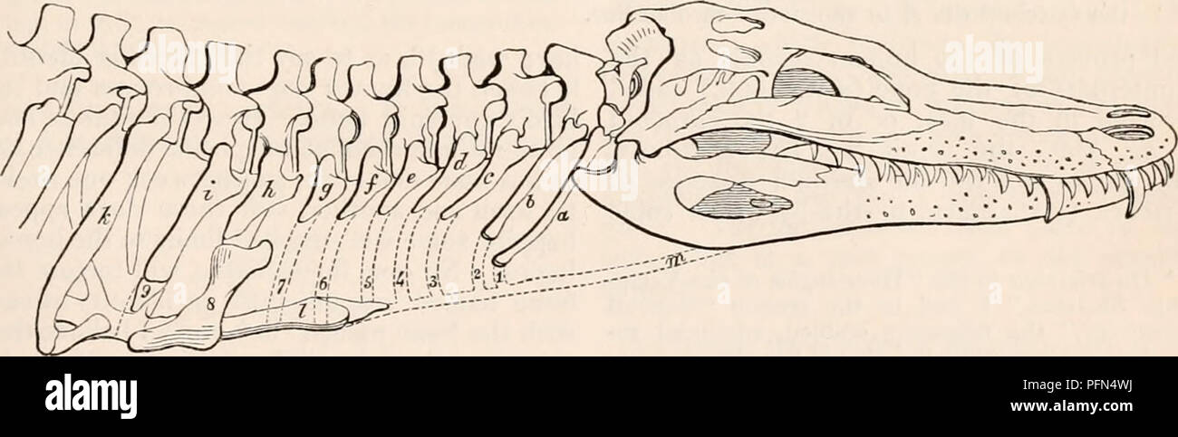 . The cyclopædia of anatomy and physiology. Anatomy; Physiology ...