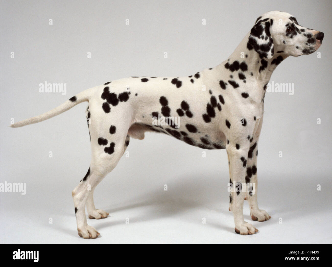 A black and white spotted Dalmatian stands with its head raised and its tail extended behind, on all fours, side-on Stock Photo