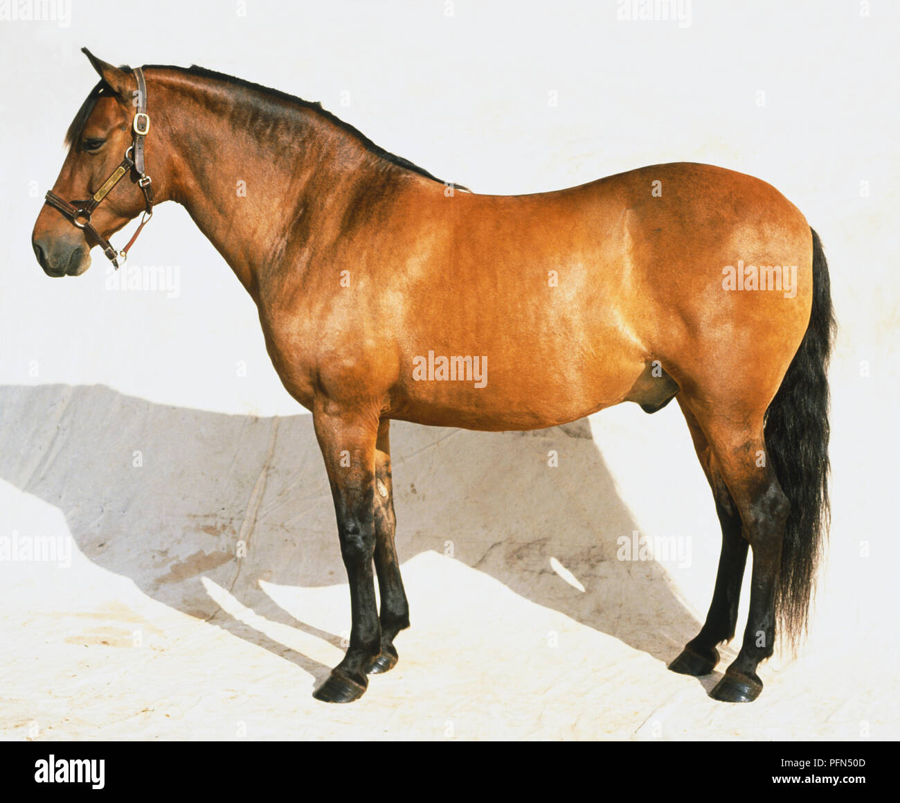 Mustang Horse Stock Photo