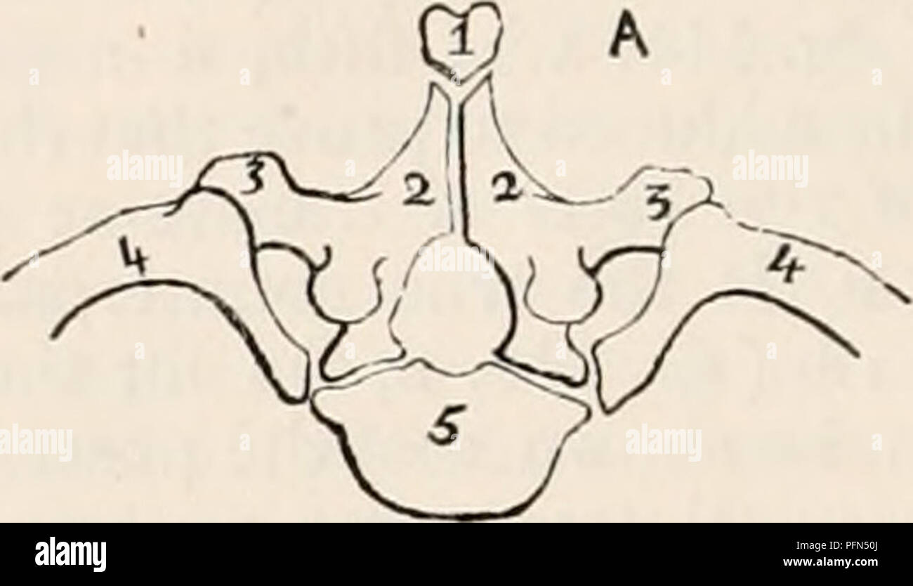. The cyclopædia of anatomy and physiology. Anatomy; Physiology; Zoology. 628 SKELETON. and the neural arches (2).—They are &quot; exo- genous.&quot; Now the thoracic rib (4- of A) is also the true homologue of the lumbar mis- named and mistaken &quot; transverse&quot; process (4 of B), for both these structures are iden- tical in every respect: 1st, they hold the same serial order ; 2d, they are posited in the same situation with respect to the other ver- tebral elements ; 3d, they are autogenous ; 4th, the so called &quot; transverse process &quot; (4) of the lumbar vertebra (B) is that very Stock Photo
