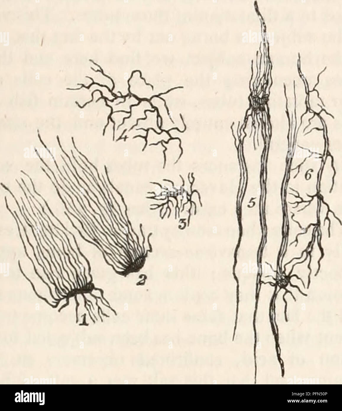 . The cyclopædia of anatomy and physiology. Anatomy; Physiology; Zoology. The form* assumed by the bone cells in man. Fig. 454.. Various forms of bone cells found in the bone of the Boa Constrictor. Fig. 455. 0 a, form of bone cell in the common frog ; b, bone cells from the crania of the common goldfinch ; c, form of bone cell in the sheep's-head fish ; d, form of bone cells in the green-boned fish. of any very definite enumeration, since no two cells will be found possessed of a like number of branching tubes. The general arrangement of the tubes is radiate as regards the cells, which forms  Stock Photo