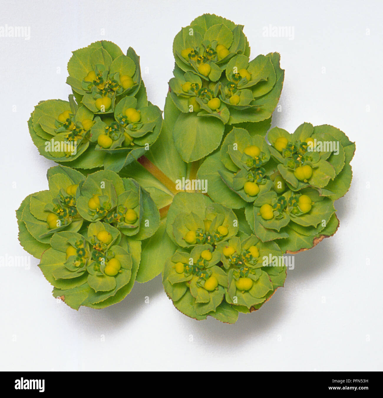 Eulorbia helioscopia, sun spurge overhead view flat rounded leaves clusters with green flowers and yellow centres. Stock Photo