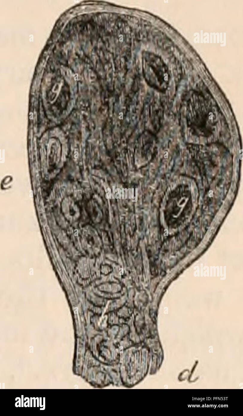 . The cyclopædia of anatomy and physiology. Anatomy; Physiology; Zoology. Ovary of a young adult virgin, before the surface Jirts become scarred by repeated discharges of ova. (Ad Nat.) a, distal, and b, proximal extremity; c, superior, and d, inferior border. In the centre is laid open a Graafian follicle from which an ovum had recently escaped by spontaneous rupture. (fig. 368. b, and fig. 369.), flattened on its sides, and somewhat resembling the testis in figure, but rarely or never, in a state of health, attaining to the full size of that organ. The following division may be made of its * Stock Photo