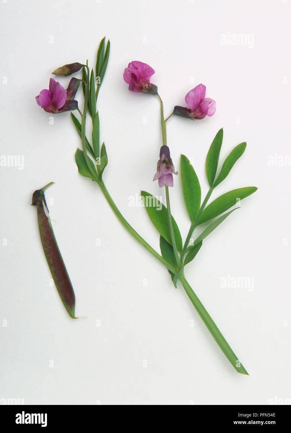 Lathyrus linifolius var montanus (Bitter vetch), stem with leaves and pink flowers, and separate fruit-pod Stock Photo