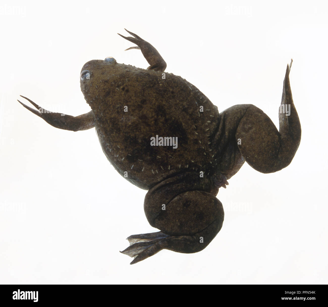 African clawed frog (Xenopus laevis), view from above Stock Photo