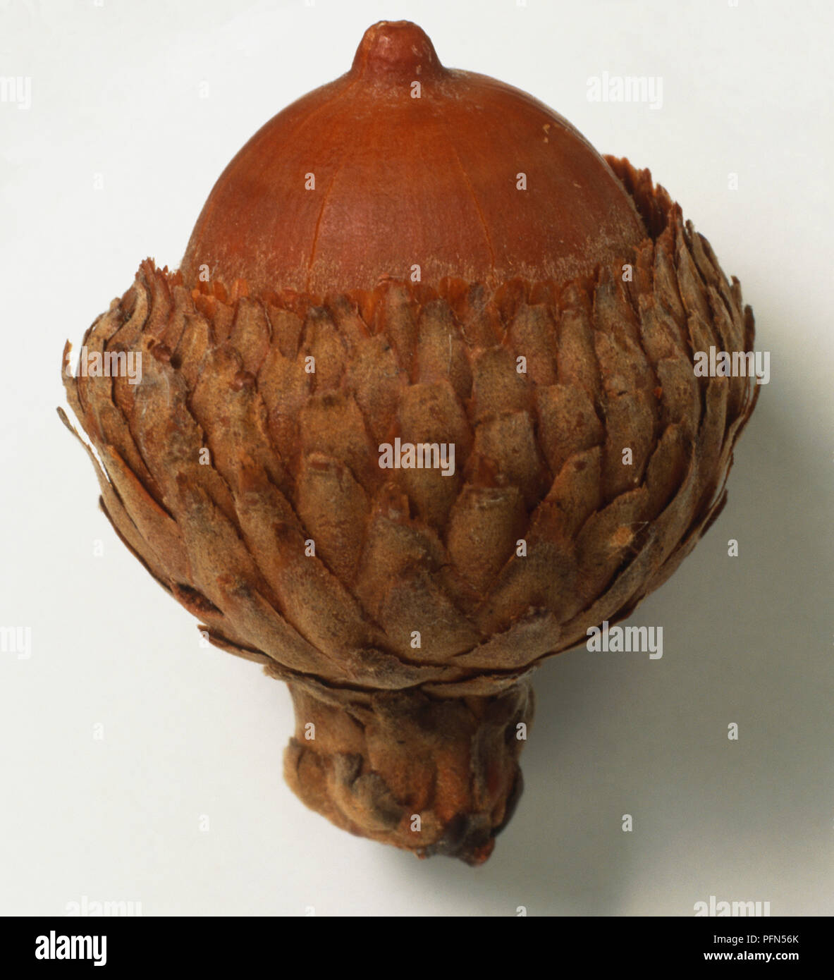 Quercus velutina, Black Oak acorn, close up Stock Photo - Alamy