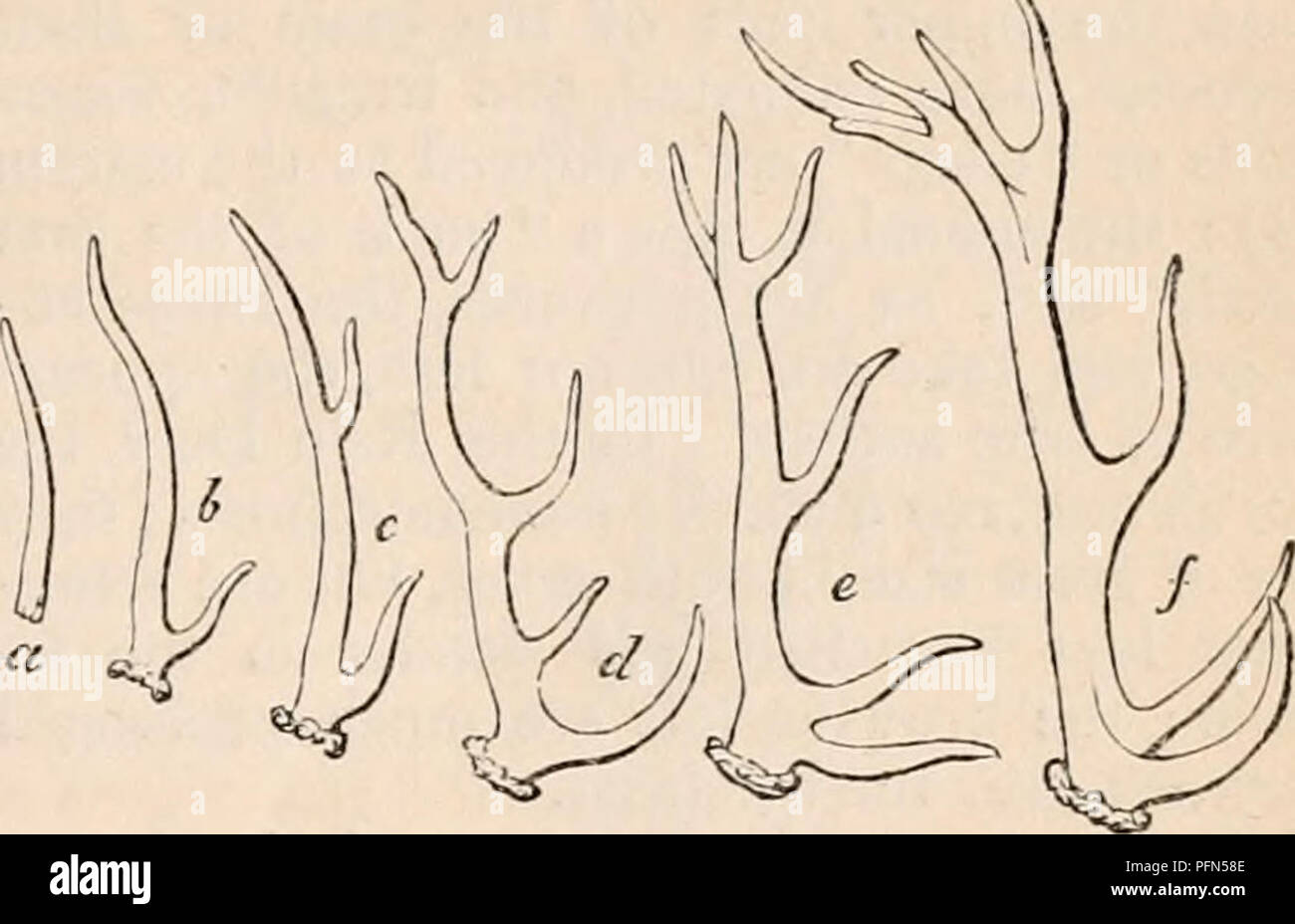 . The cyclopædia of anatomy and physiology. Anatomy; Physiology