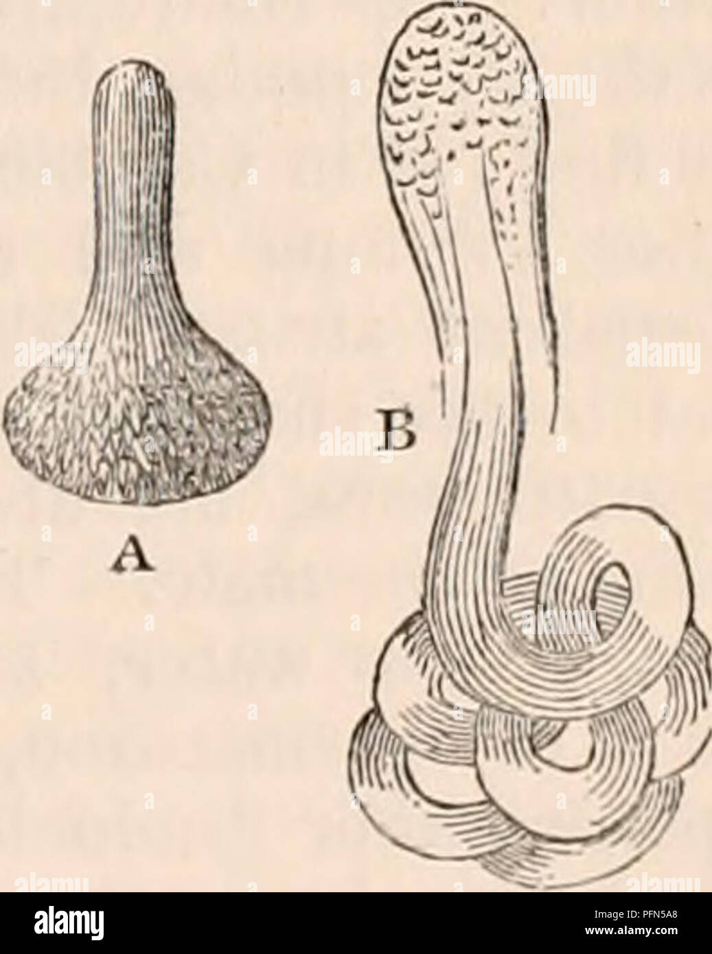 . The cyclopædia of anatomy and physiology. Anatomy; Physiology; Zoology. Spermatozoa partially expelled from the vesicles of developement of Nepa cinerea. The bundles in many cases disperse as soon as the mother cells are destroyed. But it still more frequently occurs that these bundles survive the existence of the cyst, the remainder of which then covers for some time to come (as in the singing birds, &amp;c.) the anterior end of the bundle in a cap-like form. (Instances — Coleoptera, Neu- roptera, &amp;c.) In this part, which is ge- nerally lengthened, the separate spermatozoa lie together  Stock Photo