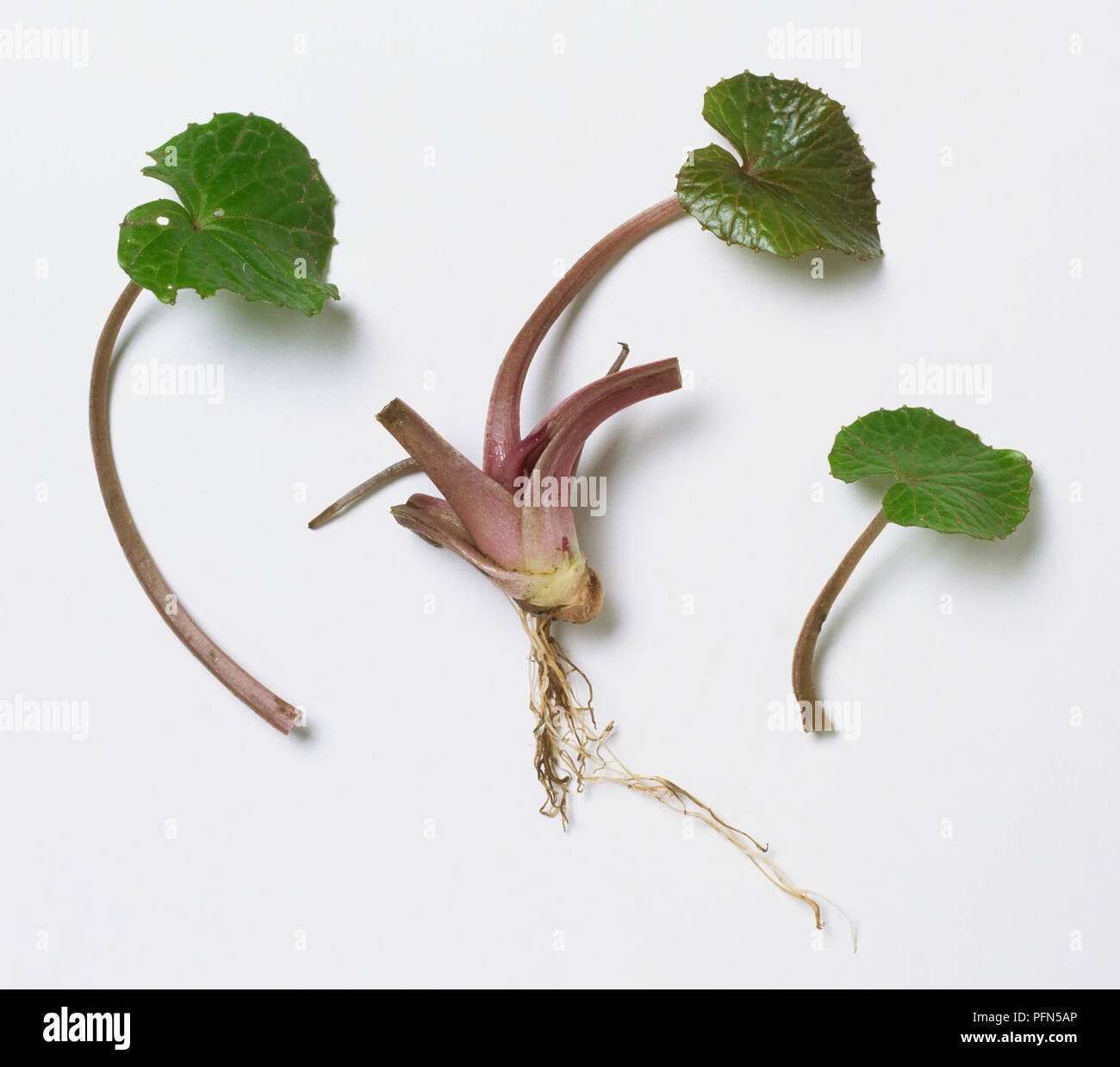 Wasabi root and leaves. Stock Photo