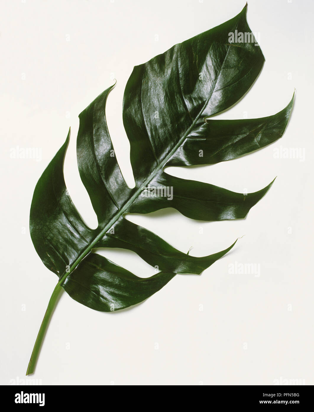 Monstera deliciosa, leaf of Ceriman or Swiss Cheese Plant. Stock Photo