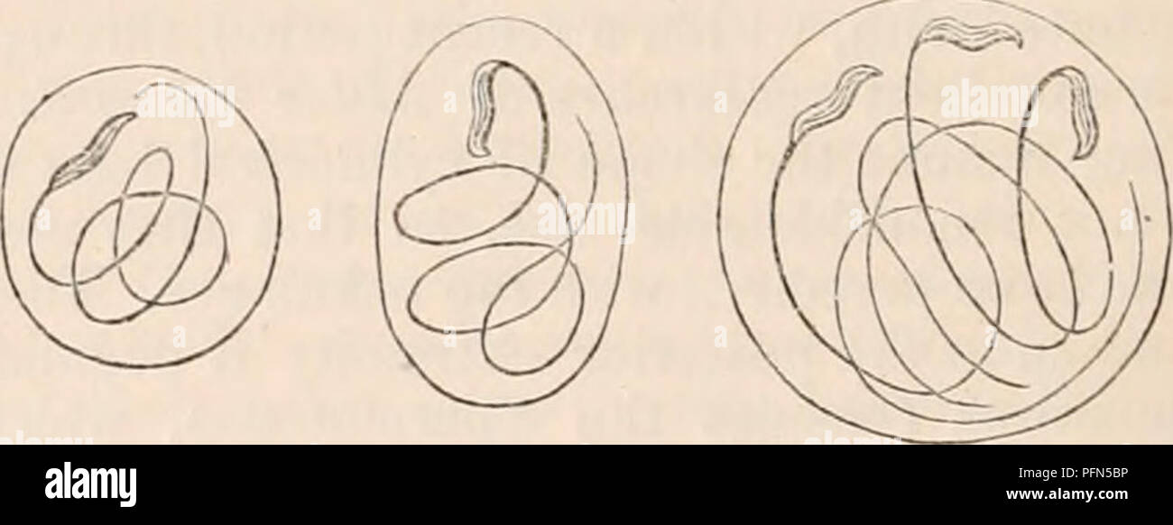 . The cyclopædia of anatomy and physiology. Anatomy; Physiology; Zoology. Spermatozoon of Helix pomatia. in the interior of its developing cell. (After Kolliher.) observations of Kolliker, the head is produced first, being at first of a less regular, un- wieldy shape. The tail is formed subse- quently, attaching itself in spiral windings to the internal surface of the cell wall. On the spermatozoa being sufficiently developed, the vesicle of developement is dissolved, and the spermatozoa get into the cavity of the exter- nal cell {fig. 360.). Here they may usually Fig. 360.. Spermatozoa of Hel Stock Photo