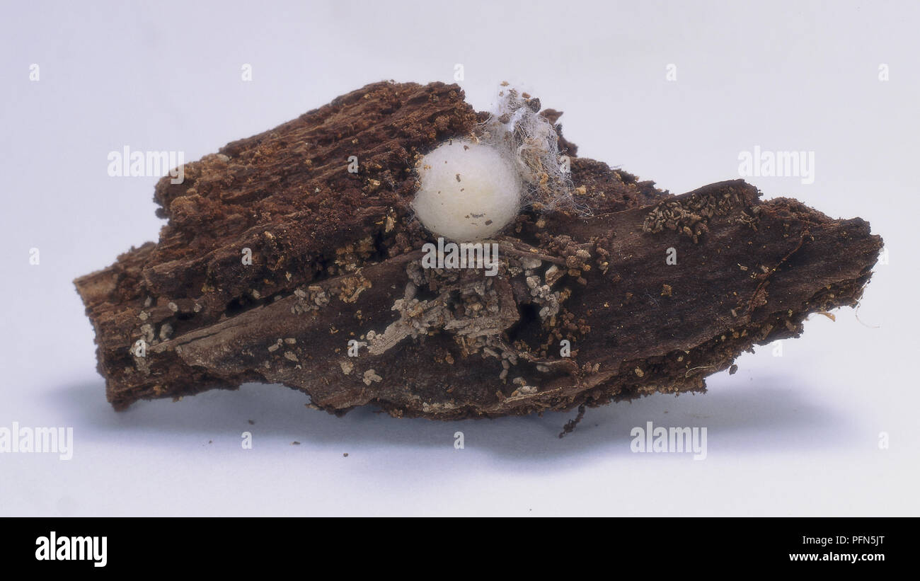 Spider's eggs in cocoon in bark of rotting log. Stock Photo