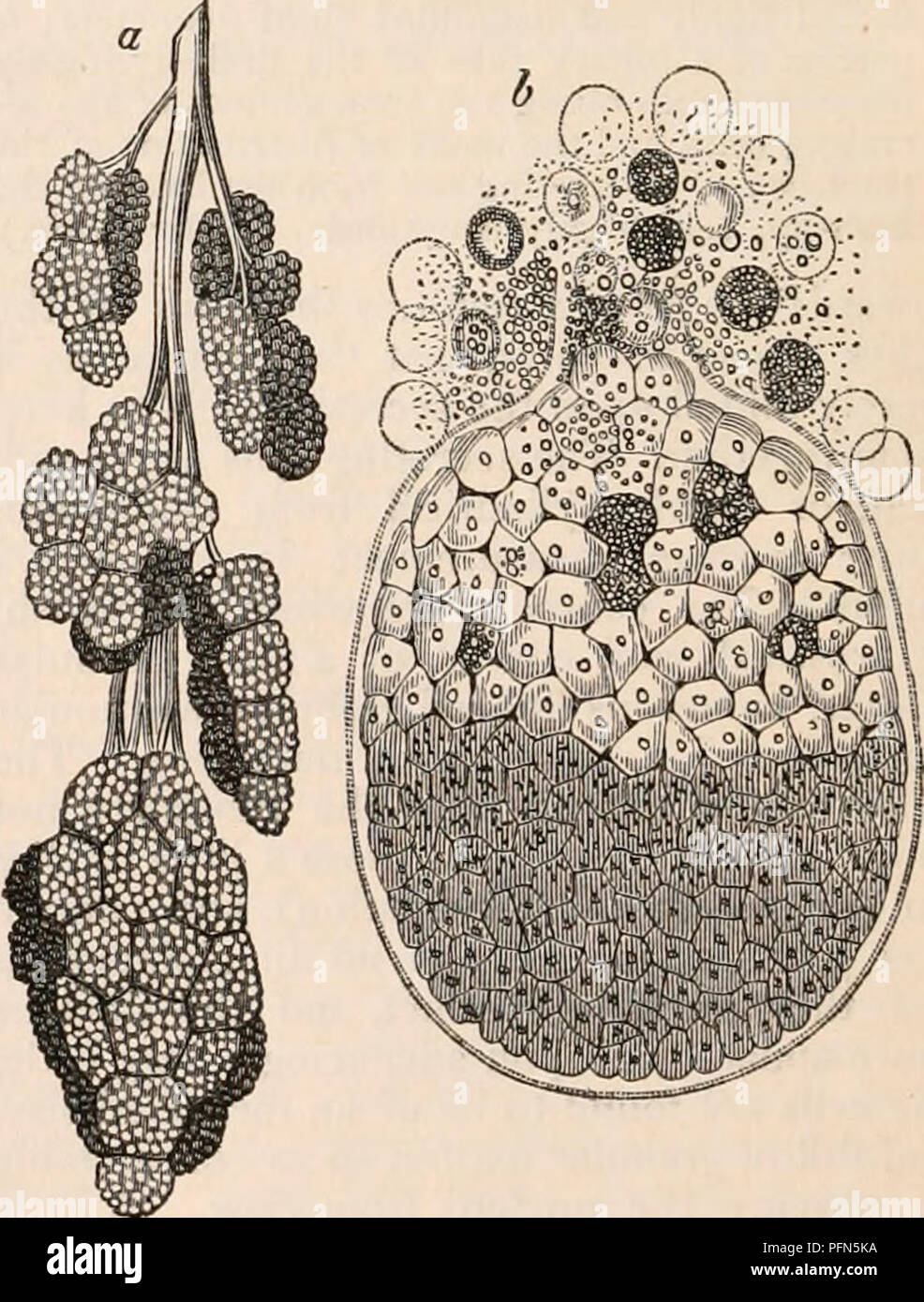 . The cyclopædia of anatomy and physiology. Anatomy; Physiology; Zoology. Biliary Organs of Artacus affinis. a, crecura of the liver of Cray-fish, with its contained cells ; b, c, d, e, /exhibit the progressive changes of the cells, as they advance from the bottom of the tube. ( After Leidy.) terior half with a mass of fat cells, the nucleus hardly visible, from the property of oil ren- dering organic tissues more or less trans- parent. The central cavity of the caeca is filled with fat globules, and a finely granular matter corresponding to that in the interior of the cells.&quot; In some of  Stock Photo