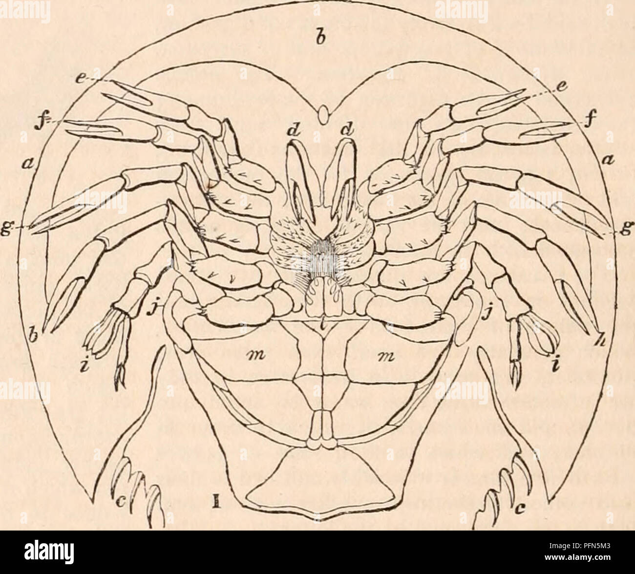 . The cyclopædia of anatomy and physiology. Anatomy; Physiology; Zoology. Limulus polypheaua, (ventral aspect.) a, carapace; b, frontal portion of the carapace; c, thorax ; d, chelifera; e,f, y, h, i,.j, legs, the basilar portions of which surround the mouth and act as mandibles ; /, under-lip ; m, branchial or lamellii'orm appendages ; n, mouth. itself under the shape of two thin and much expand- ed laminae which serve as a kind of broad operculum to cover the whole of the oral apparatus. Starting from this complication of structure, the greatest in the series, we shall see the ap- paratus de Stock Photo