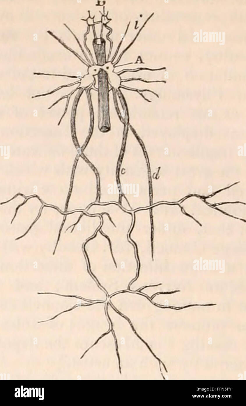A Brain System That Appears To >> The Cyclopaedia Of Anatomy And Physiology Anatomy A Brain System That Appears To >> The Cyclopaedia Of Anatomy And Physiology Anatomy