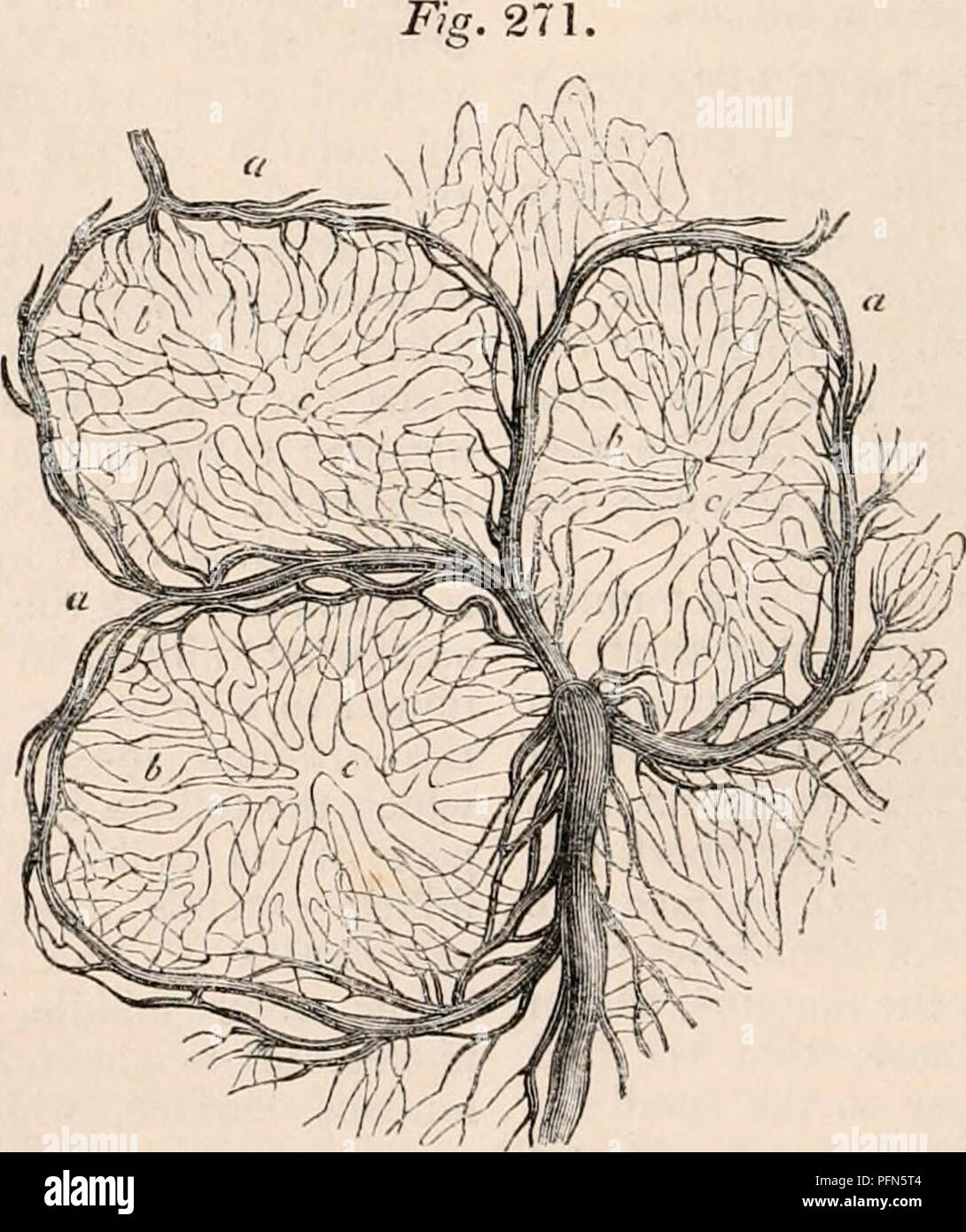 The Cyclopaedia Of Anatomy And Physiology Anatomy Physiology Zoology Flan Of An Agminate Follicle As Seen By A Vertical Section Magnified 40 Diameters A Short And Conical Villi Surrounding The Follicle