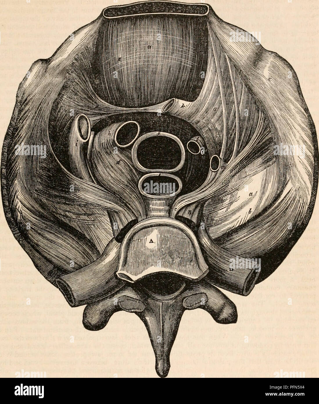 . The cyclopædia of anatomy and physiology. Anatomy; Physiology; Zoology. NECK. Fig. 328. 569. Shews from below the cervico-thoracic septum constituting the roof of the thorax, and giving passage to the great vessels. It represents a transverse and horizontal section through the second intervertebral disc, and parts at the same level. A, second dorsal vertebra. B, tranverse division of the manubrium sterni. C, first ribs. D, vertebral extremity of second ribs. a, a, fascia, extending between the great vessels and first two ribs. b, b, its insertion at the first ribs. c, c, its insertion at the Stock Photo