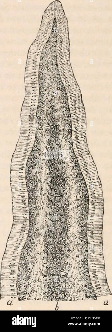 . The cyclopædia of anatomy and physiology. Anatomy; Physiology; Zoology. for the most part disappears ; and the villi, which are still more or less flattened, have about twice the length, and half the width, of those present in the upper part. But it is in the upper part of the jejunum that the}' attain their greatest number; being placed so closely together that their interstices scarcely Fig. 259. Capillaries occupying the surface of the mucous mem- brane of the small intestine; as seen on examining an injected specimen by reflected light, with a mag- nifying power of about 50 diameters. a, Stock Photo