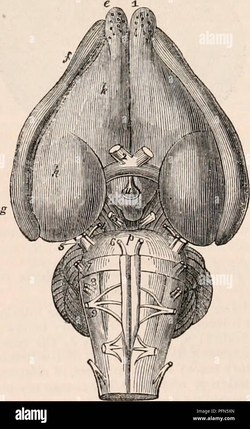 . The cyclopædia of anatomy and physiology. Anatomy; Physiology; Zoology. terior pair (testes) (8); a circumstance which is the converse of what exists in carnivorous quadrupeds. In other respects the structure of the brain in the Rodentia offers no pecu- liarity worthy of special notice. The organs of the senses conform strictly in their anatomical structure to the general type common to mammiferous quadrupeds, and consequently need not occupy our attention in this place. Fig. 280. Upper surface of the brain of the male Agouti. (After Stares.) a, the medulla spinalis; b, posterior pyramid; c, Stock Photo