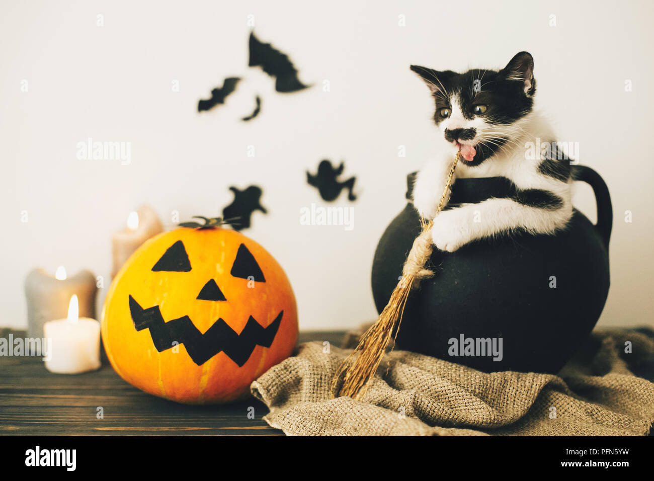 Happy Halloween Concept Cute Kitty Sitting In Witch Cauldron With Jack O Lantern Pumpkin With Candles Broom And Bats Ghosts On Spooky Background At Stock Photo Alamy