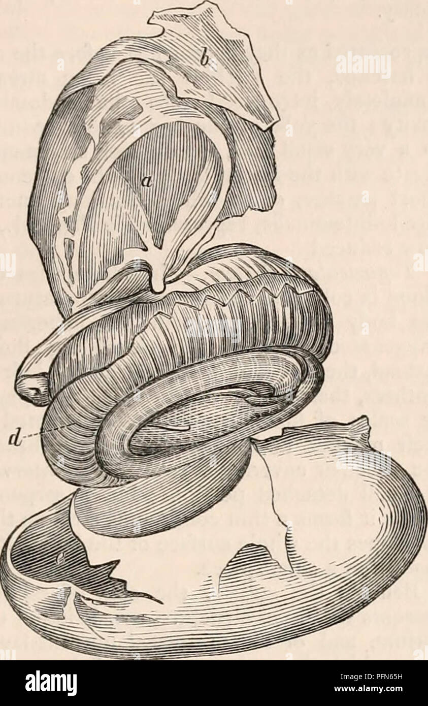 . The cyclopædia of anatomy and physiology. Anatomy; Physiology; Zoology. REPTILIA. 323 interior, except after some of the fluid con- fetus, here represented with its limbs folded up in *.»«*.» 1—   I *i.i-, ,1 A mi    tlimr iiftfnrnl nnsitinn • /) tlio nil nntnitj -i-itl-» i + &amp; tents have been permitted to evaporate. The Fig. 242.. Egg of the Monitor laid open at a late period of Incubation. a, the yolk; b, the amuion; c, umbilical cord; d, the embryo, remarkable for the beautiful &quot; pack- ing &quot; of its limbs and tail; e, the pergamentaceous egg-shell. (After Carus.) vitellus ex Stock Photo