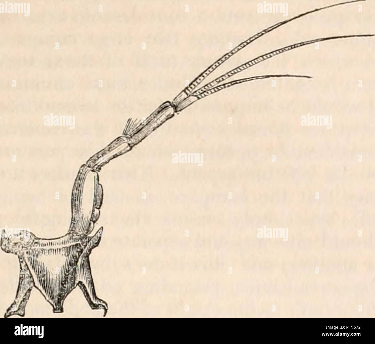 Squilla anatomy hires stock photography and images Alamy