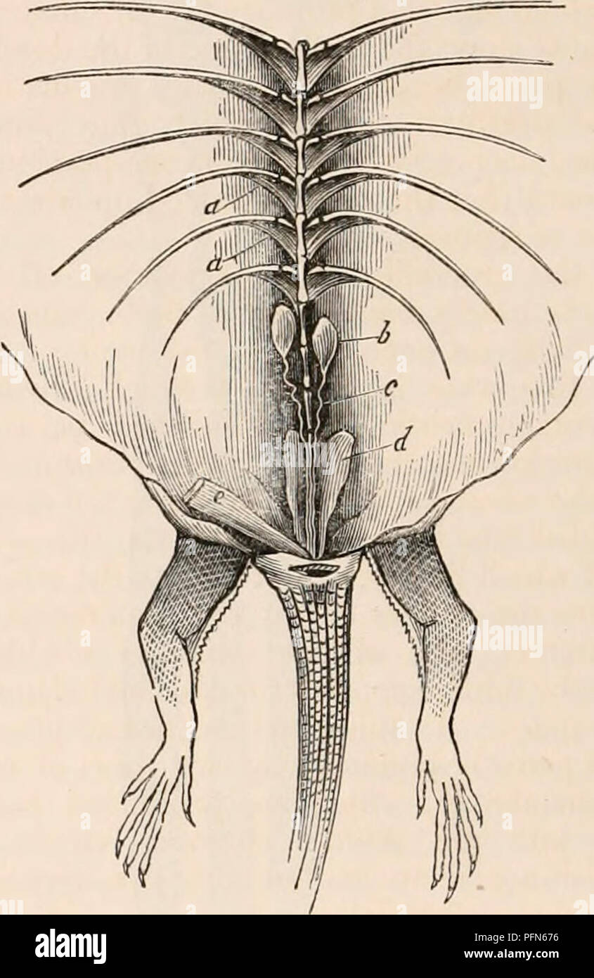 This anatomical work explores the male reproductive system and kidney ...