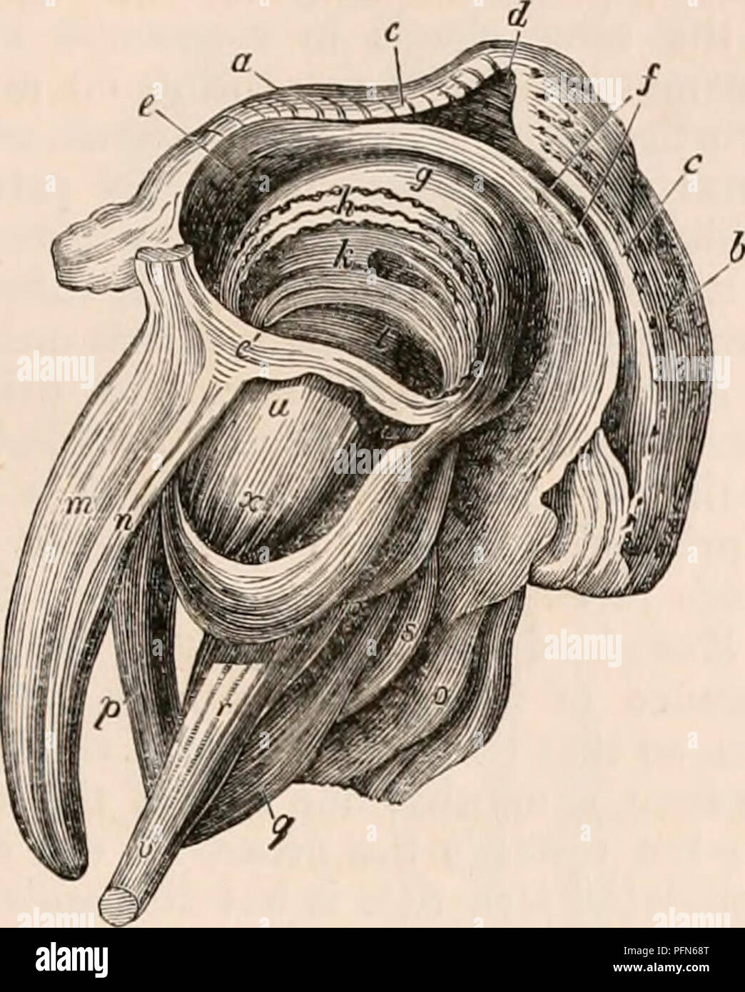 . The cyclopædia of anatomy and physiology. Anatomy; Physiology; Zoology. REPTILIA. 315 outwards over the eye-ball, while at the same time it rotates the eye-ball inwards beneath the membrane, the muscle being attached to move- Fift. 229.. An external View of the Eye, Eyelids, Muscles, Sfc. of a Crocodile. {After John Hunter?) a, the external surface of the upper eyelid; b, the external surface of the under eyelid; c, points to the edge of both eyelids; d, the inner angle or canthus of both eyelids; e e, the internal surface of the eye- lids covered by the tunica conjunctiva; /, point, to the  Stock Photo