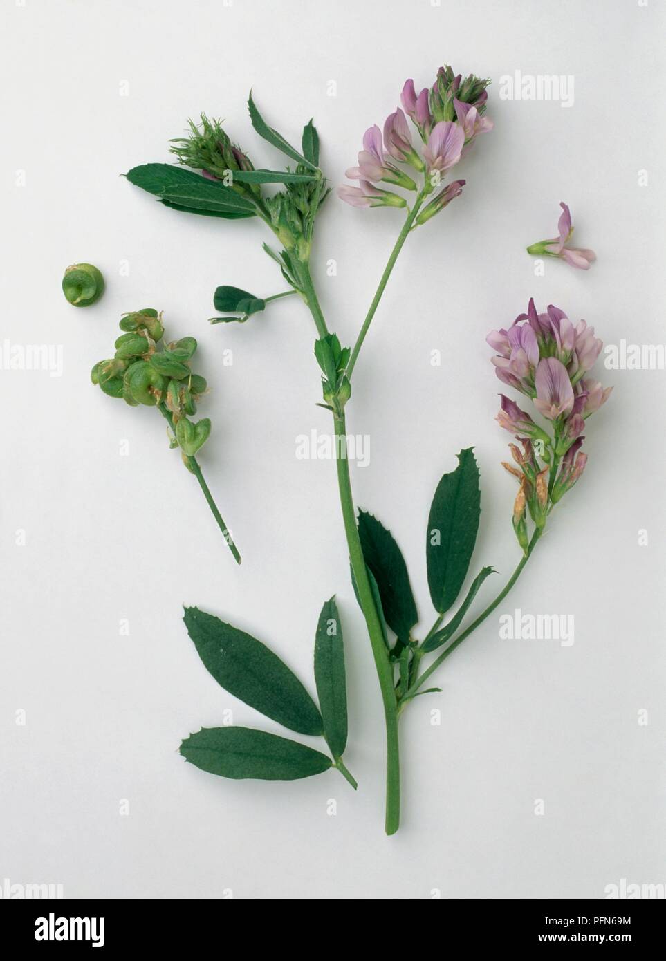 Medicago sativa (Lucerne), stem with racemes of lilac flowers, leaves, and fruit-pods Stock Photo
