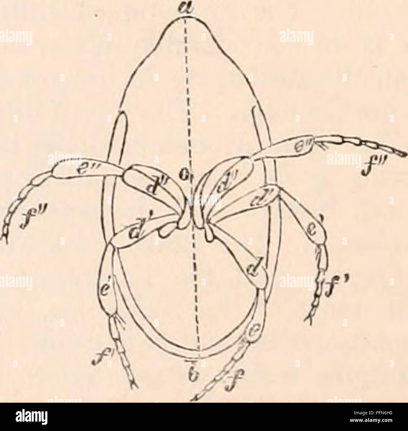 . The cyclopædia of anatomy and physiology. Anatomy; Physiology; Zoology. • Salpa cristata. vent its returning by the same aperture ; the mantle having been distended by the water, contracts upon it, by which action it is ex- pelled at an opening situated at the side of the mouth («); its progression is retrograde, or in the direction of a b, opposite to that of the fluid in b a. The larvae of some Dragon Flies, such as the Ashna and Libellula, draw in and expel the water alternately at the anus, which they occa- sionally lift out of the water, and project a small stream at a distance above th Stock Photo