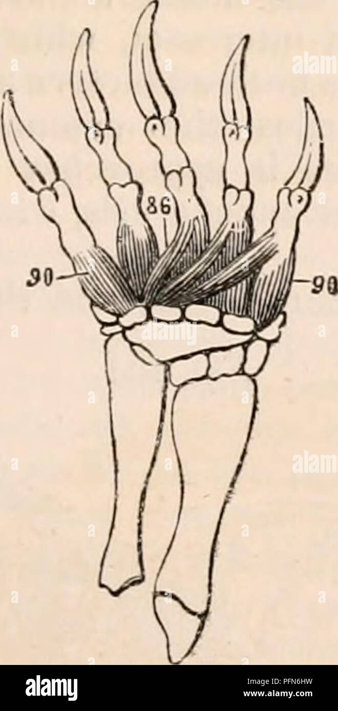 . The cyclopædia of anatomy and physiology. Anatomy; Physiology; Zoology. Myvlogy of the Tortoise 71, pronator teres (insertion of); 72, pronator quailratus ; 75, radialis interims ; 88, flexores digi- torum breves; 90, interossei digitoriun manus in- terni. There is only one supinator*, which is in- serted into the wrist; it arises from the ex- ternal condyle, but in the turtles this muscle is wanting. Both the pronators of the fore- arm are present in the land-tortoise; however, the pronator quadratus is very small, and situated close to the carpus. Muscles of the Hand. — The muscles of the  Stock Photo