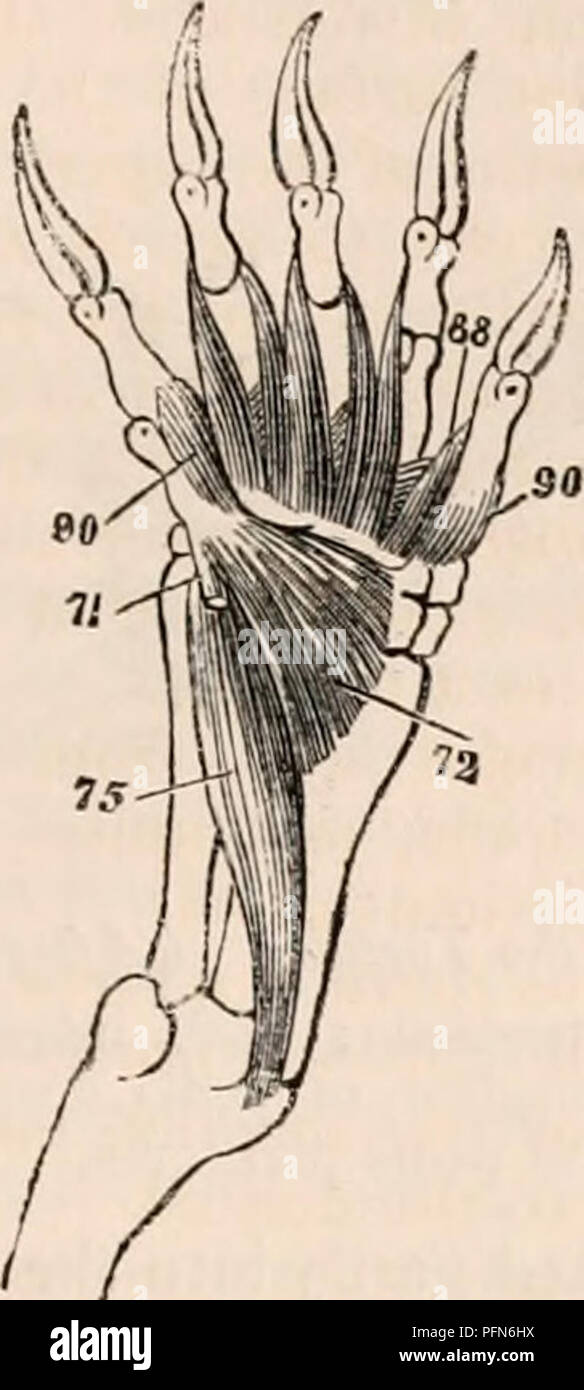 . The cyclopædia of anatomy and physiology. Anatomy; Physiology; Zoology. HEPTILIA. 279 in the turtles appears to have no scapular origin. Fig. 197.. Myvlogy of the Tortoise 71, pronator teres (insertion of); 72, pronator quailratus ; 75, radialis interims ; 88, flexores digi- torum breves; 90, interossei digitoriun manus in- terni. There is only one supinator*, which is in- serted into the wrist; it arises from the ex- ternal condyle, but in the turtles this muscle is wanting. Both the pronators of the fore- arm are present in the land-tortoise; however, the pronator quadratus is very small,  Stock Photo