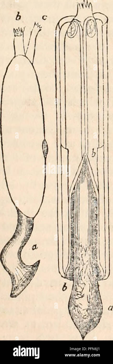 This entry from the 'Cyclopædia of Anatomy and Physiology' describes ...