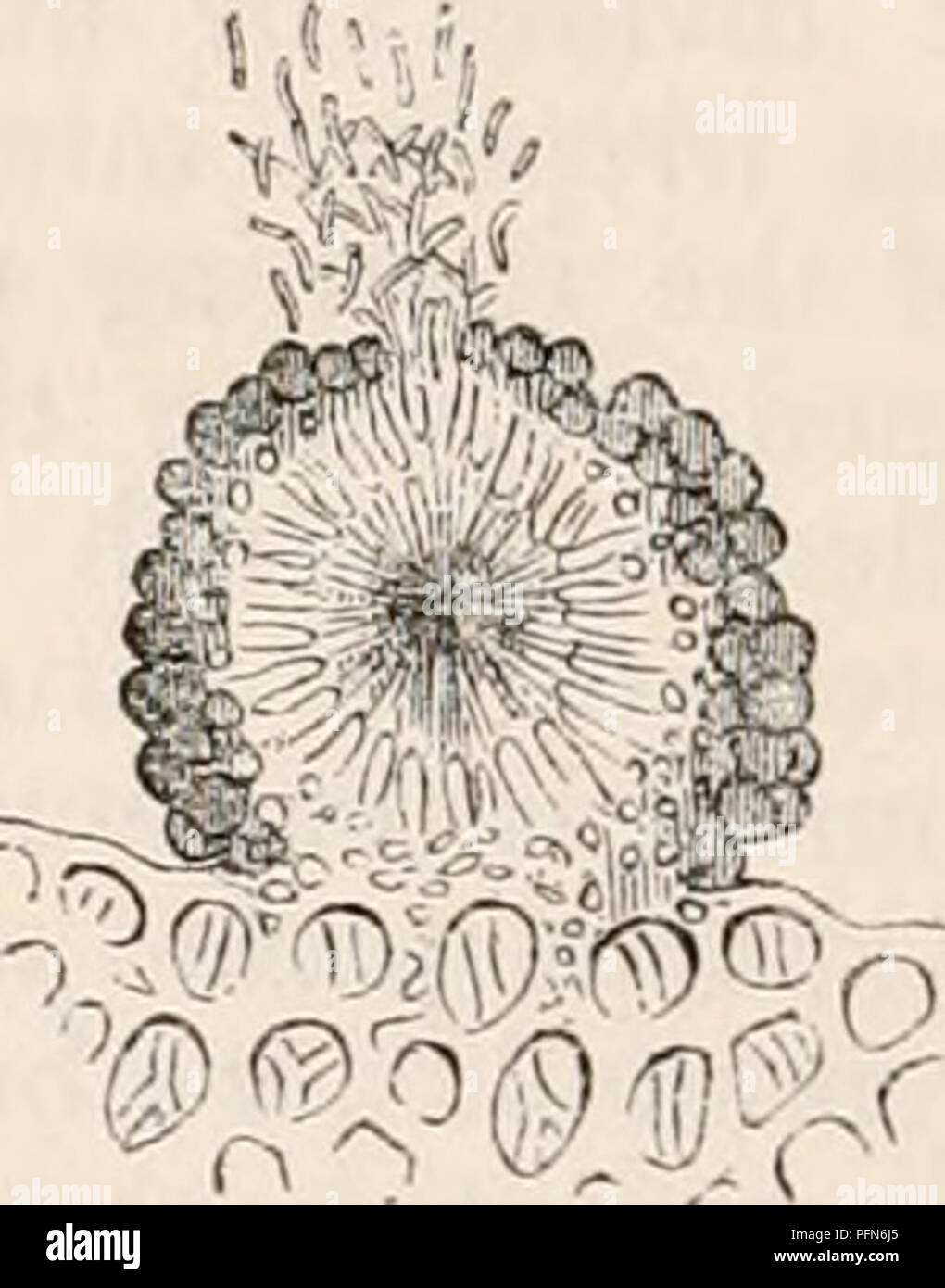 . The cyclopædia of anatomy and physiology. Anatomy; Physiology; Zoology. Section of fruitful thallns of Sticta pulmonacea, about 20 diam. a, discoid apothecium. The vertical lines indicate the lamina proligera; s, spermogouia containing sperniatia; i, empty spermogonia. six to eight cylindrical cells, joined end to end; and secondly, the thecce, which are obovate vesicles, each containing, almost in- variably, eight spores. These elements are arranged side by side, their long diameters being perpendicular to the surface of the apothecium. They appear to be glued toge- ther, even in the fully  Stock Photo