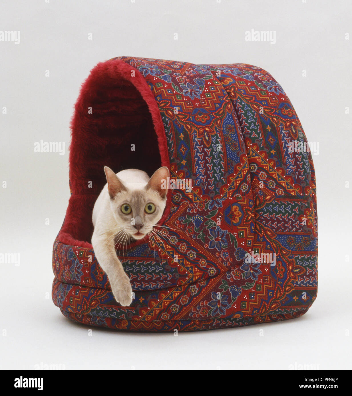 Tonkinese Cat (Felis silvestris catus) emerging from cave-like Cat bed, front view, looking at camera. Stock Photo