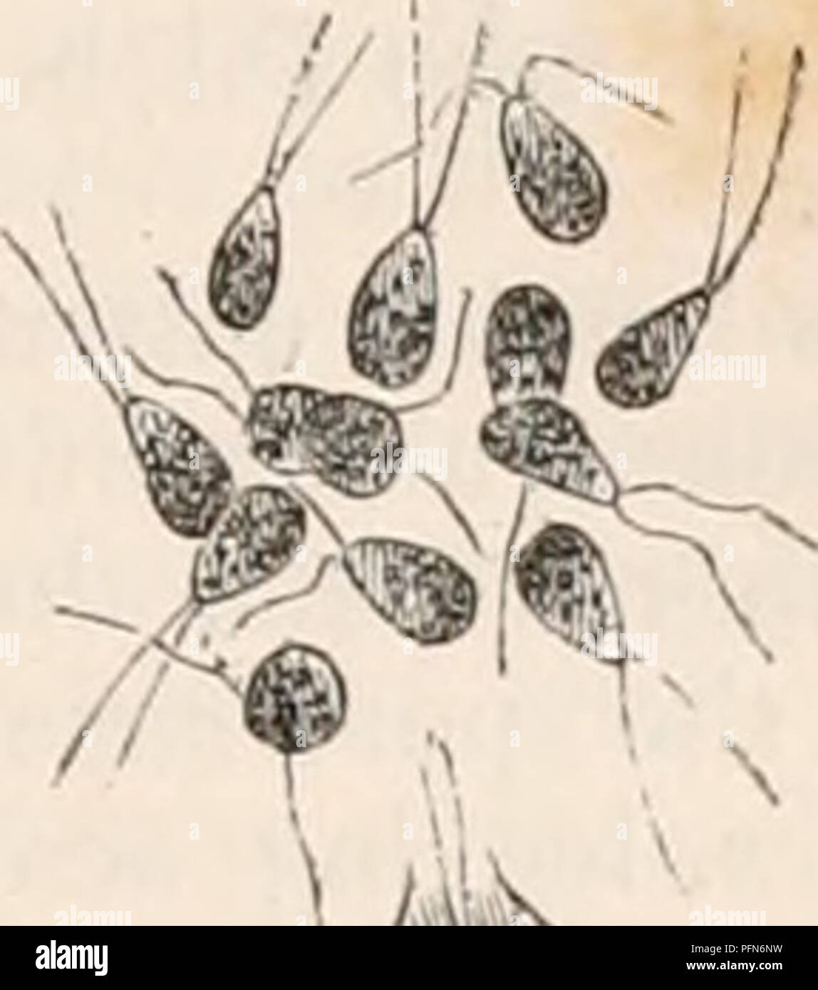 . The cyclopædia of anatomy and physiology. Anatomy; Physiology; Zoology. REPRODUCTION