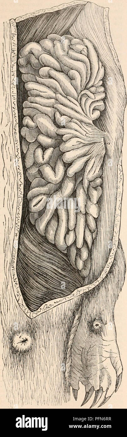 . The cyclopædia of anatomy and physiology. Anatomy; Physiology; Zoology. MONOTREMATA. 403 Fig. 198.. Mammary gland, Ornitharhynchns, nearly arrived at full size. ( Mcchd.) Geoffrey lias argued (Annales dcs Sciences Nut, ix. 1826, p. 457) that the subcutaneous abdominal glands considered by Meckel as mammary, possess none of the characters of a true mammary gland ; he states that he exa- mined them with the greatest attention, com- paring them with the human mammary glands, and especially with those of Marsupial animals, and that they were of a totally different texture, consisting of a vast n Stock Photo