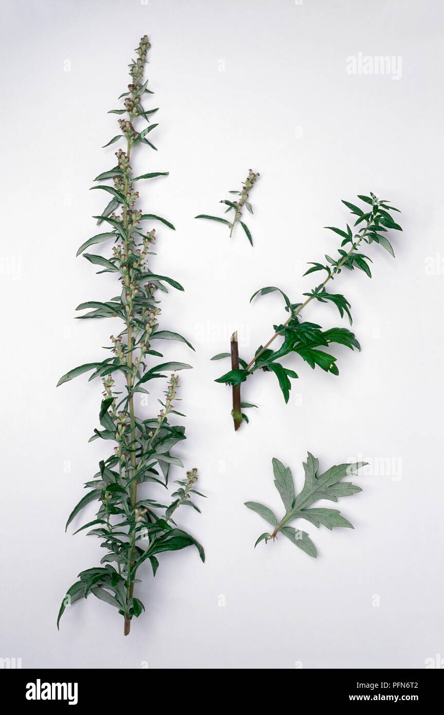 Artemisia ludoviciana 'Silver Queen' with upright flowering stem and green leaves Stock Photo