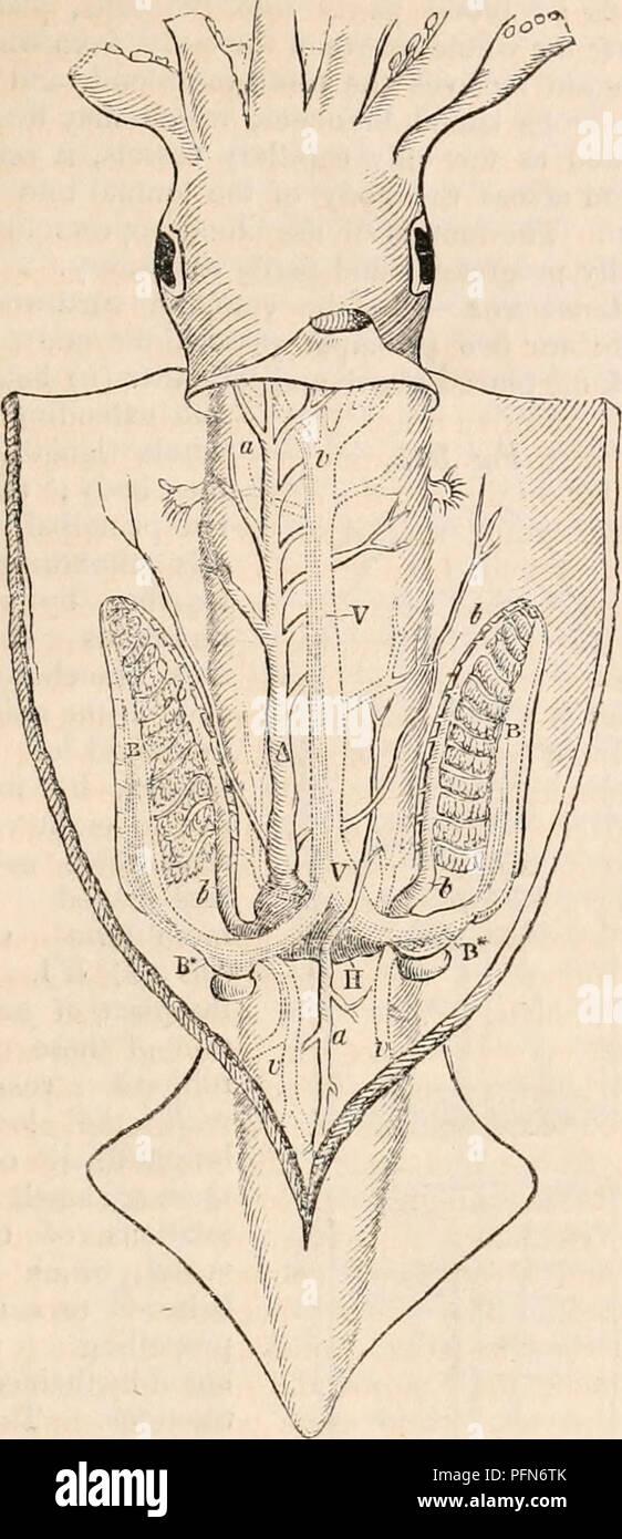 . The cyclopædia of anatomy and physiology. Anatomy; Physiology; Zoology. CIRCULATION. 649 Fig. 320.. Cuttle-fah. the gills has a dilated contractile portion (£&gt;*), which dilatations may be considered as bran- chial hearts, so that there are three separate contractile portions of the circulatory system. In the Gasteropoda and Pteropoda, there is only one heart. This organ is strong and mus- cular, provided with valves, and consisting of an auricular and a ventricular cavity (Jigs. 321 and 322, h, H). In the Testaceous Acephala, the heart is nearly of the same structure as in the orders just Stock Photo