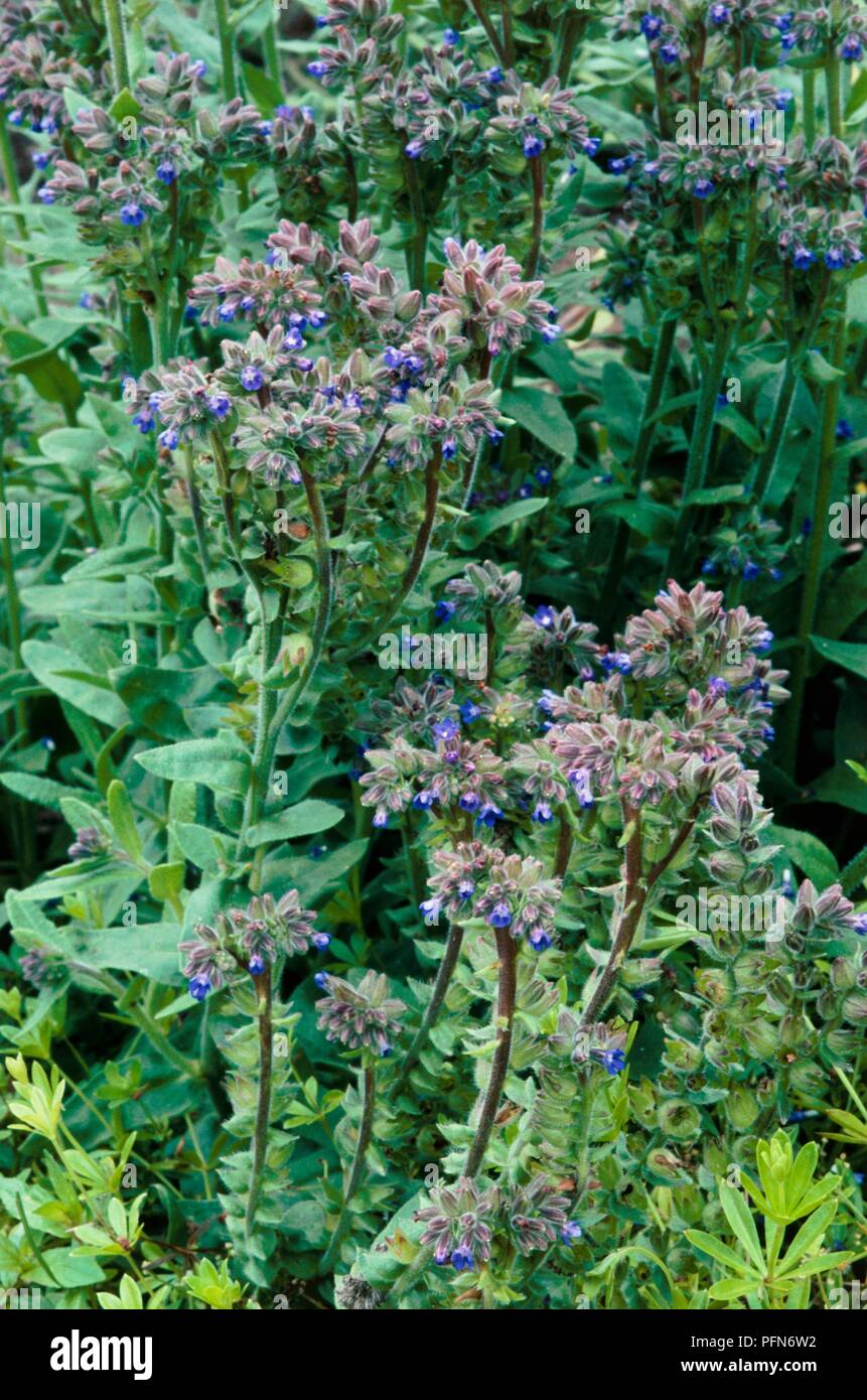 Alkanna tinctoria (Dyer's bugloss), perennial with blue flowers and green leaves Stock Photo