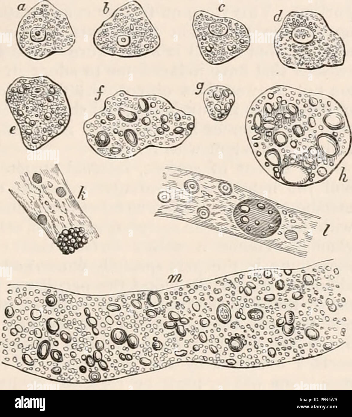 Anatomical and physiological studies delve into the cellular structure ...