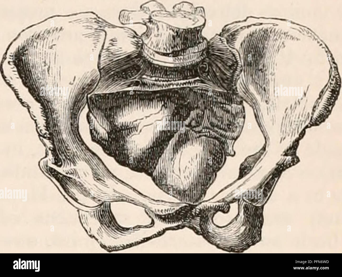 . The cyclopædia of anatomy and physiology. Anatomy; Physiology; Zoology. PELVIS. 20,3 Whether these pelves and those mentioned by Rokitansky are not similar to those de- scribed by Naegele as arrest of development of one side of the first sacral bone, is a question which can only be decided by ab- solute comparison of the specimens. A greater or more advanced development of one side of the pelvis than the other is said by Knox, in a memoir &quot; On the Statistics of Hernia,&quot; to be frequently seen, and to pro- duce a greater predisposition to hernia on that side. The author considers it  Stock Photo