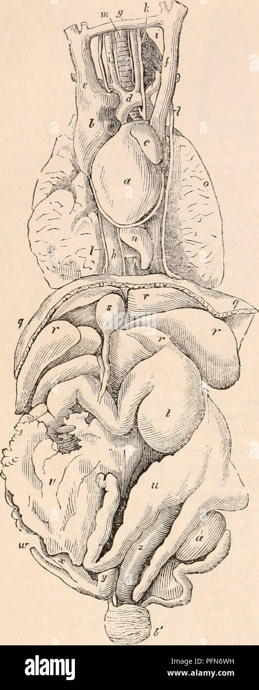 . The cyclopædia of anatomy and physiology. Anatomy; Physiology; Zoology. 3BS MONOTREMATA. Fig. 187.. Thoracic and abdominal viscera, Ornithorhynchus. (Meckel.) Echidna is unprovided with teeth; but the palate is armed with six or seven transverse rows of strong, sharp, but short retroverted spines. The tongue is long and slender as in the true Anteaters ; its dorsum is broad, flat, callous, and beset with hard papilla, and the insects are doubtless crushed and lacerated between the?e and the pa'atal spines. As, how- ever, the food undergoes less comminution in the mouth of this Monotreme than Stock Photo